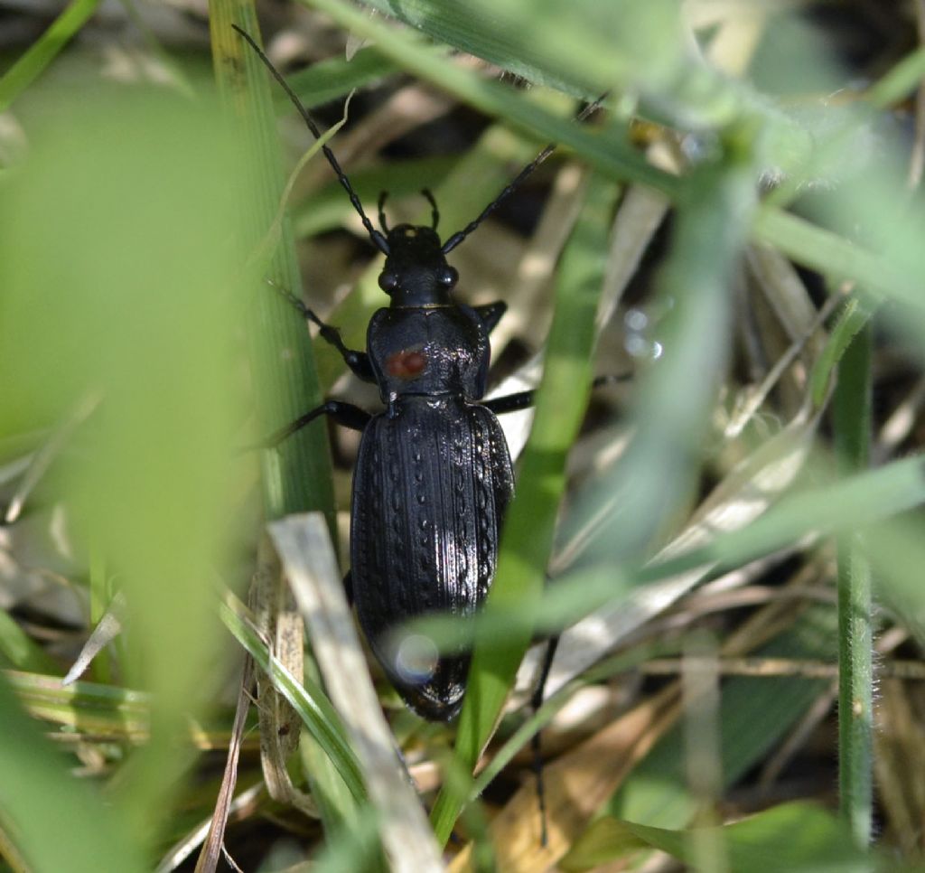 Carabus granulatus